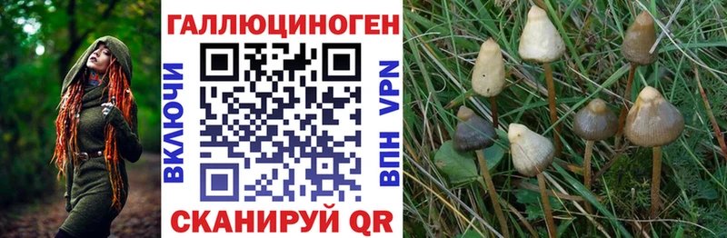 Псилоцибиновые грибы Cubensis  Звенигород 